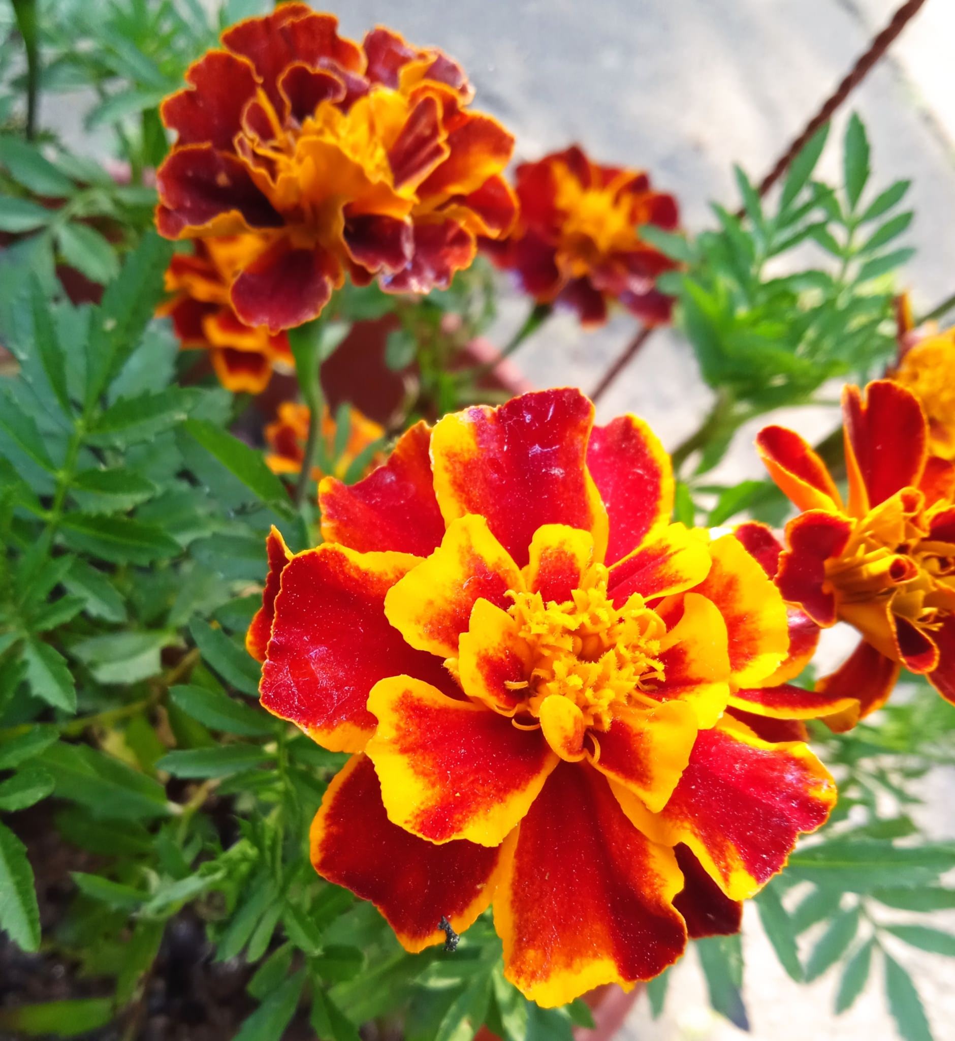 Tagetes patula 'Francesa'